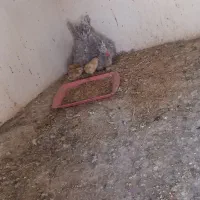 مرغ باجوجه