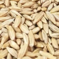 جو دیم بوجاری شده درجه 1