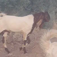 بز و گیسه ابستن
