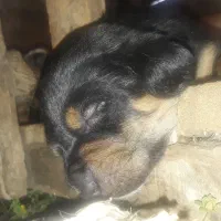 واگذاری رایگان توله اصیل