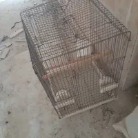 قفس تمیز وبزرگ