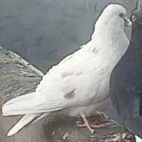 کبوتر باخت رفته