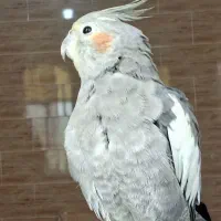 عروس هلندی گمشده