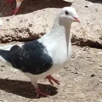 پشتی کویتی فروشی