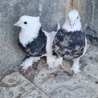 کبوترطوقی