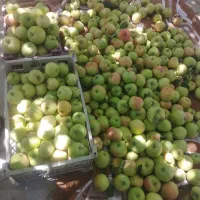 سیب گلاب کیلو 70تومان