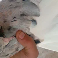 کبوتر دم سفید