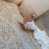 نر کله زرد