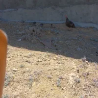 بوقلمون ماده با چهار جوجه