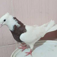 طوق قرمز نر