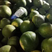 هندوانه محلی(خمونی) توافقی
