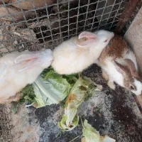 خرگوش