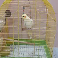 عروس هلندی لوتینونر