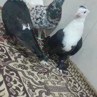 یک جفت سار و کلاغ