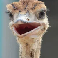 جوجه تخم نطفه دارخوراکی شترمرغ