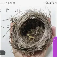 قنار ی
