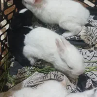 بچه خرگوش