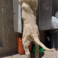 توله برای فوق اصیل