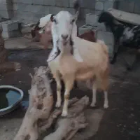 فروش سه عدد بز و کهره