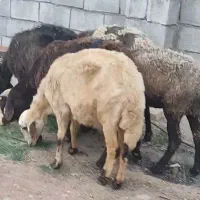 فروش 5 راس میش افشاری جوان