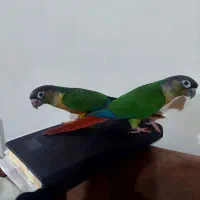 جوجه گرینچیک یلوساید