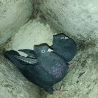 یه جفت زاغ چش نوک