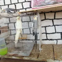 تعداد بالا موجوده