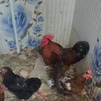 خروس چاق