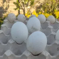 تخم نطفه دار قوغاز  آفریقایی اصیل خاکستری
