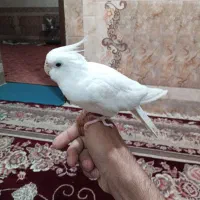 سفید