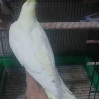 عروس هلندی حدود۶ماه