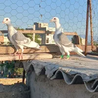 کبوتر رنگی