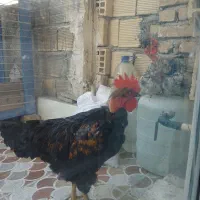 مرغ و خروس محلی زیبا