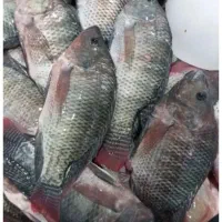 شانگ تازه