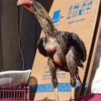 واگذاری 1عدد خروس