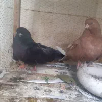کبوتر نوک ریز میانه رنگی سرور