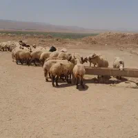 ۷۵ راس میش کرمانی