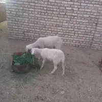 فروش بره ماده لایکن