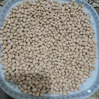 فروش نخود عالی