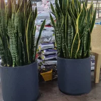 خدمات کاشت و مشاوره گیاهان منزل