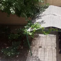 اجاره اپارتمان کوی کوهر