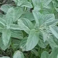 فروش عرقیجات