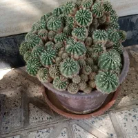 پنج‌کلدا‌ن‌ کاکتوس زیبا