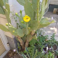 انواع کاکتوس بزرگ