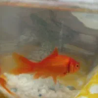 جمع آوری ماهی قرمز