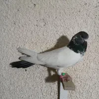 کفتر کله دار