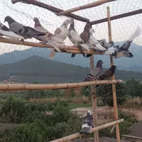کبوتر