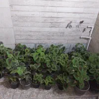گل حسن یوسف