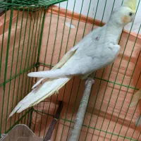 عروس هلندی قطعه دار
