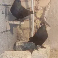 کبوتر سیاه